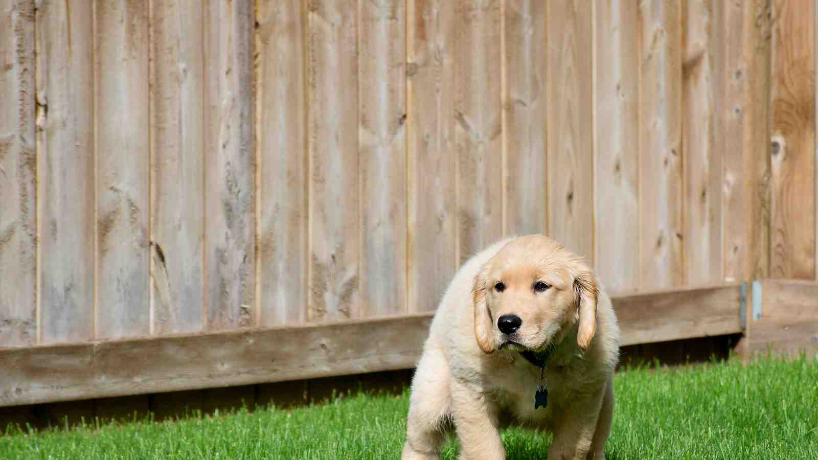 Cover for Dog Diarrhea: Causes, Colours, and Care