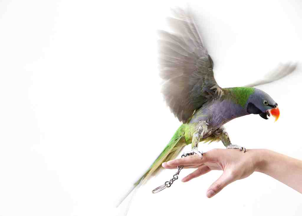 Close-up-of-a-pet-parrot-2022-04-02-02-04-52-utc