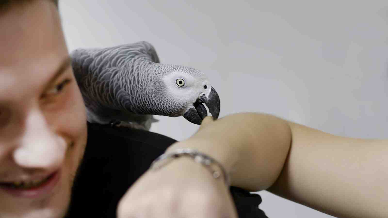 Cover for Understanding Bird Biting