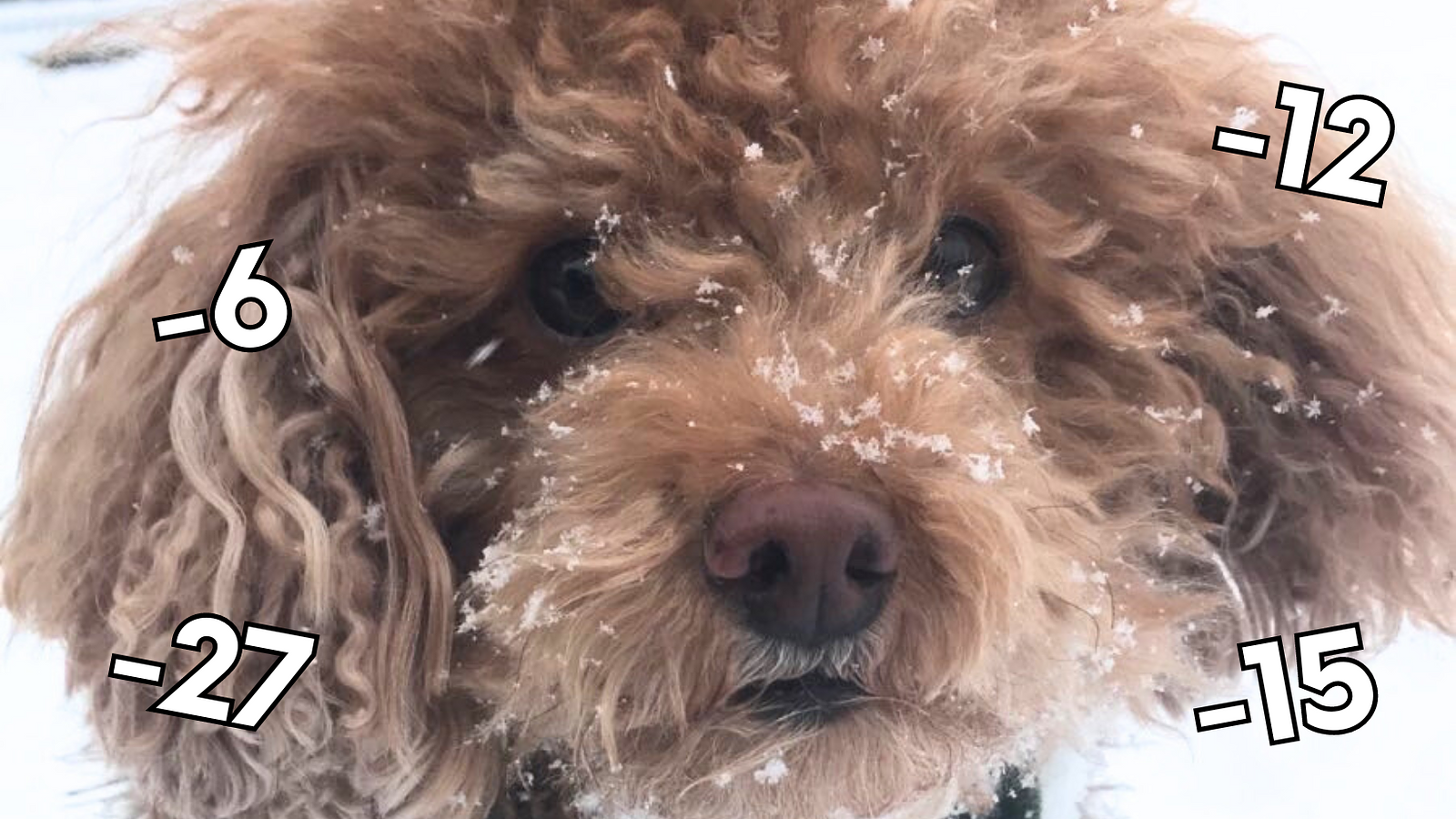 Cover for Keeping Your Pup Cozy on Frigid Walks