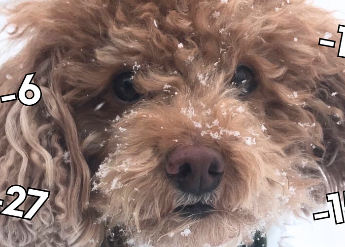 Cover for Keeping Your Pup Cozy on Frigid Walks
