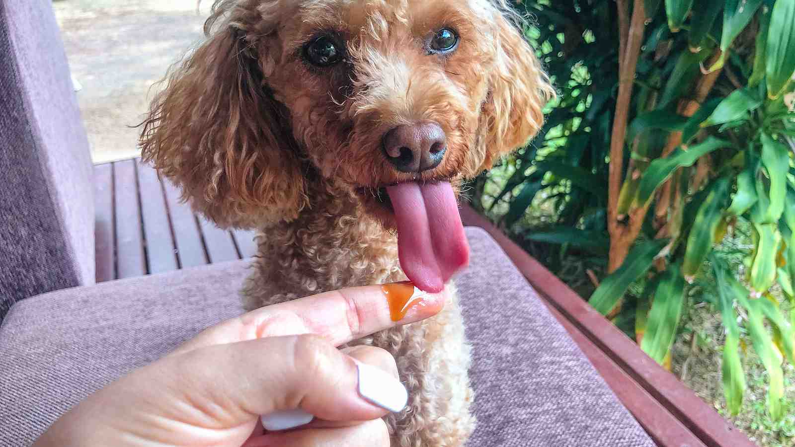 Cover for 5 Reasons Why You Should Give Your Dog Manuka Honey