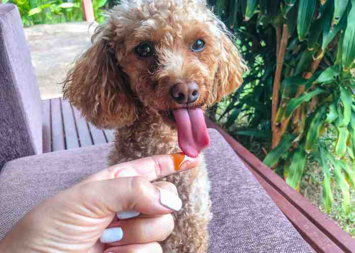 Cover for 5 Reasons Why You Should Give Your Dog Manuka Honey