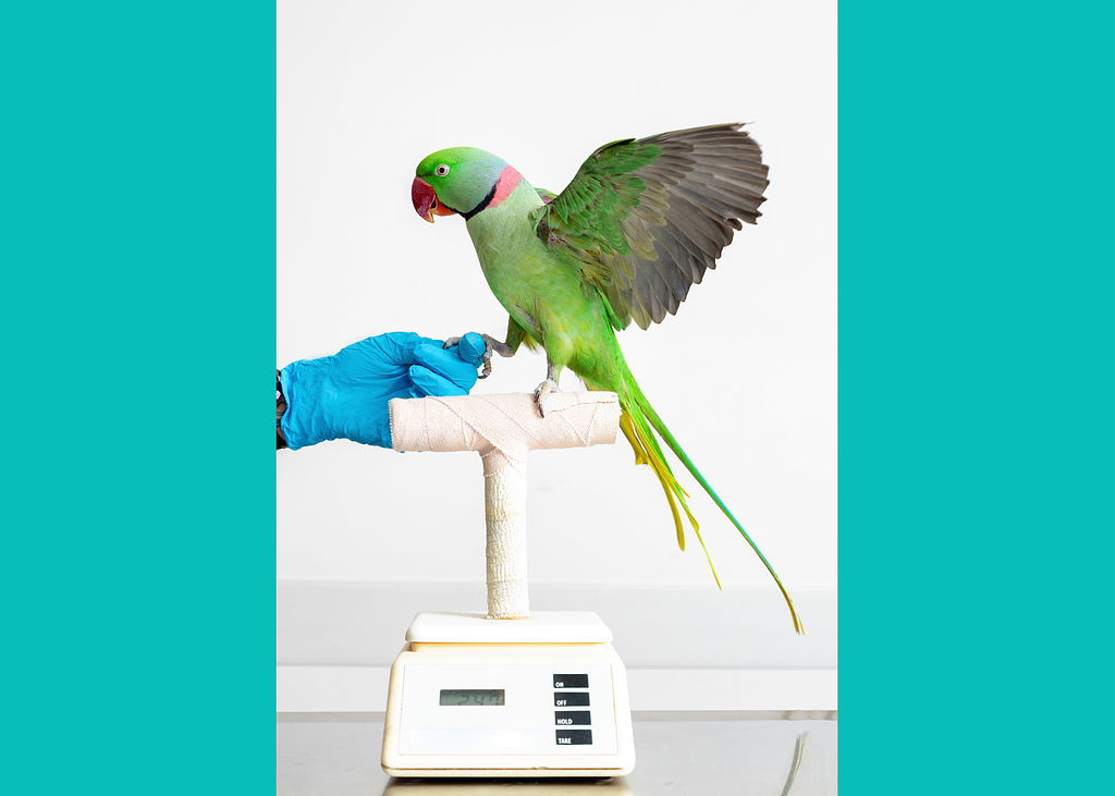 Poodlesandparrots