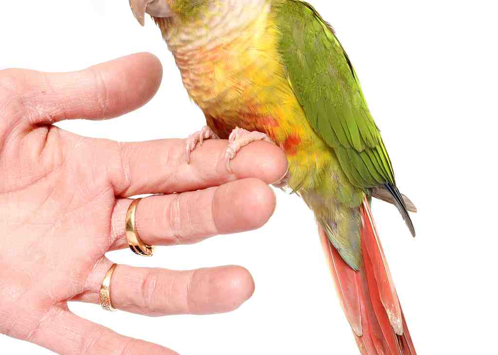 Conure-cinnamon-in-studio-2023-11-27-05-12-19-utc