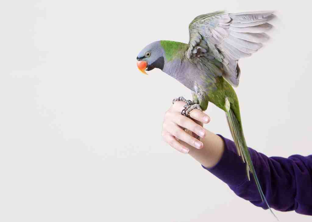 Close-up-of-a-pet-parrot-2023-11-27-04-59-11-utc
