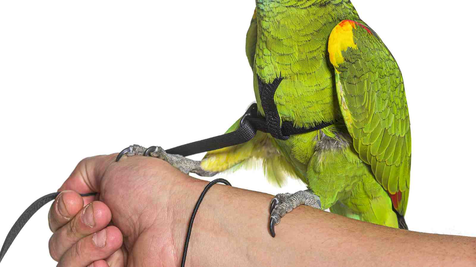 Cover for Essentials All Parrots Should Learn!