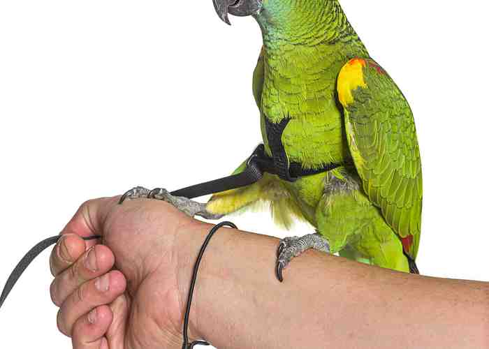 Cover for Essentials All Parrots Should Learn!