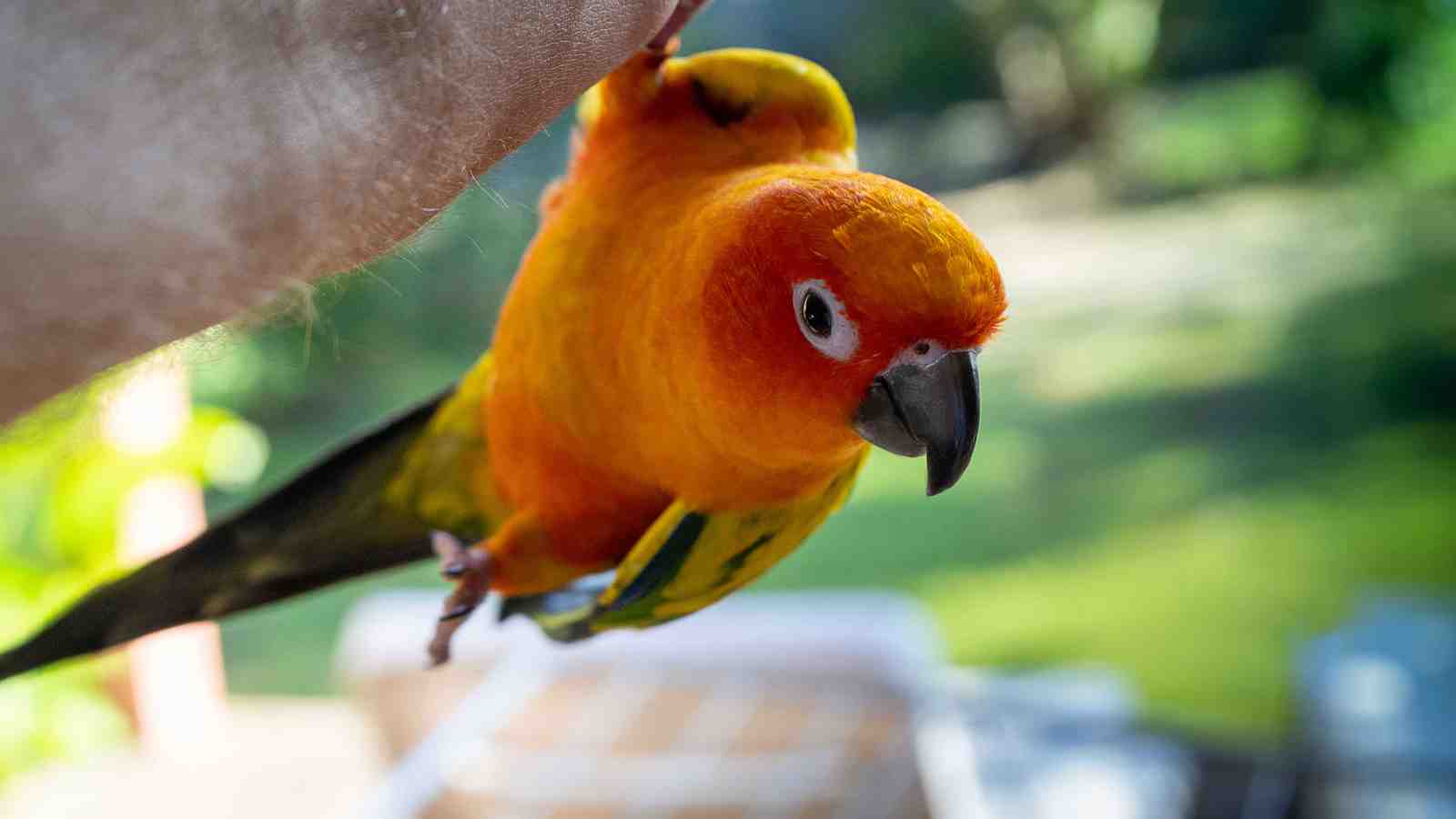 Cover for 10 Things Only Bird Owners Experience