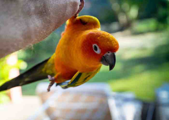 Cover for 10 Things Only Bird Owners Experience