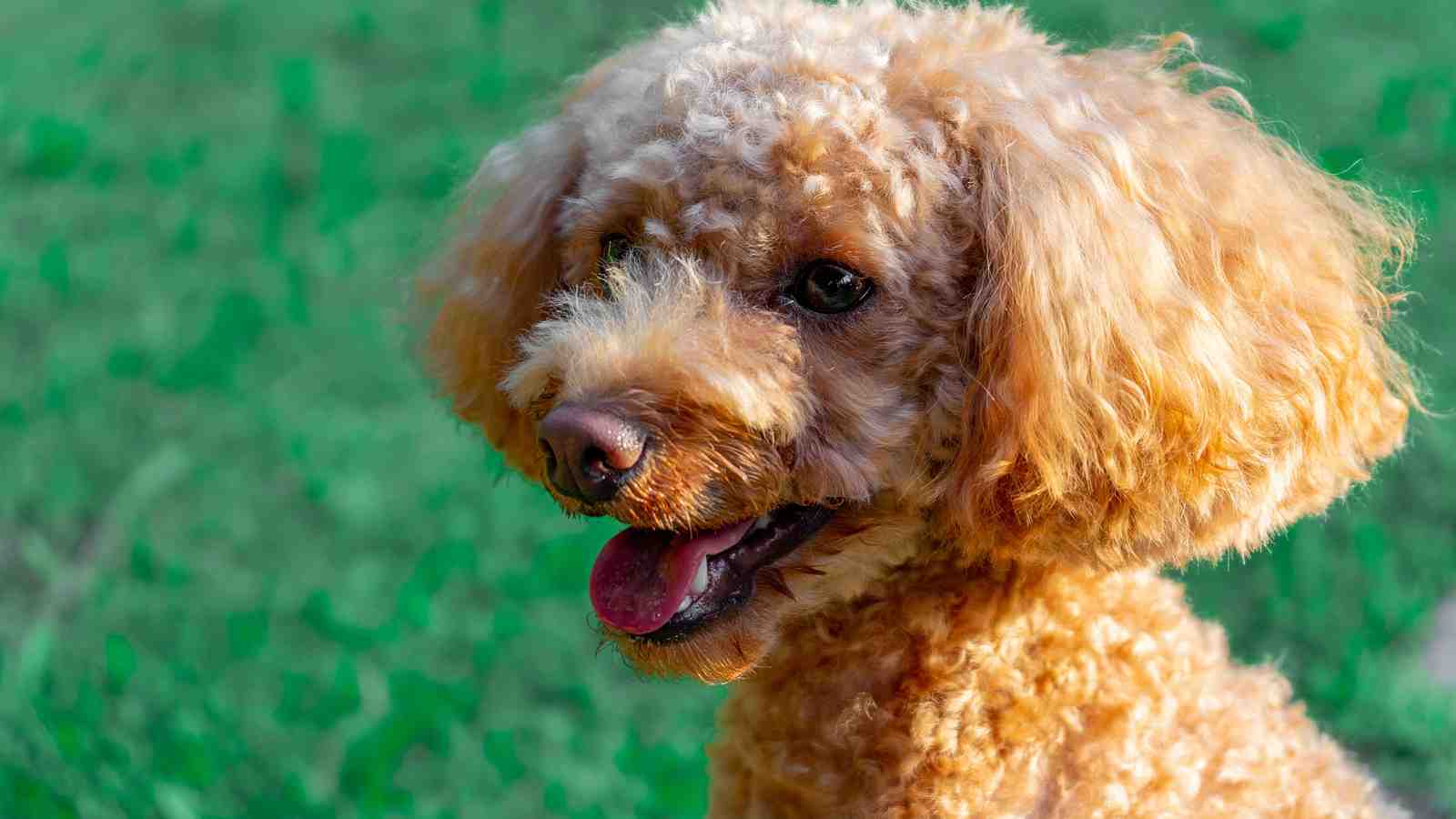 Cover for The 10 Best Interactive Dog Toys