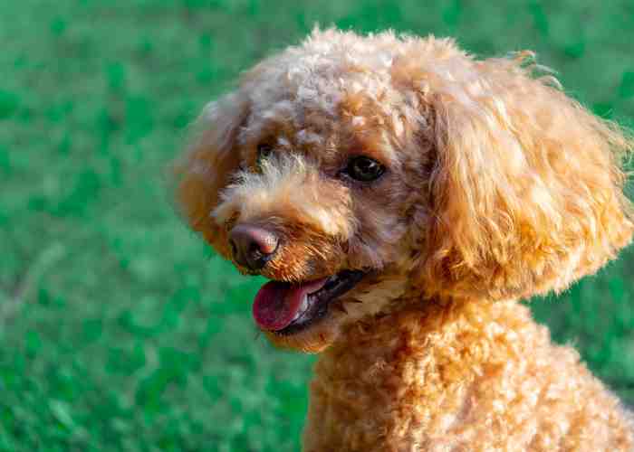 Cover for The 10 Best Interactive Dog Toys