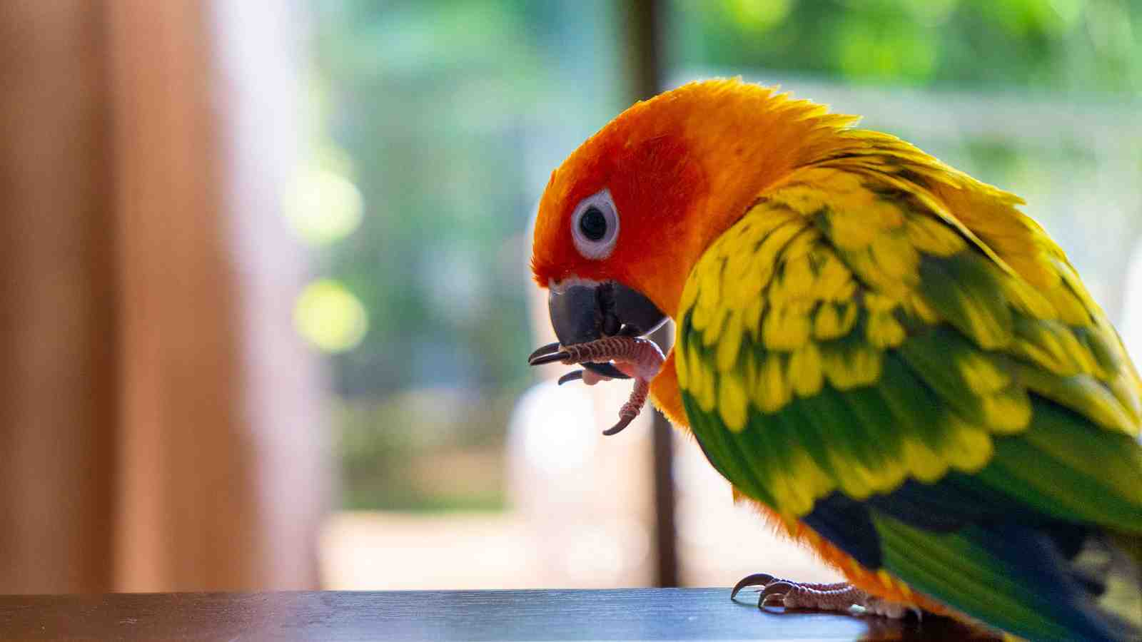 Cover for Why It's Important To Weigh Your Bird