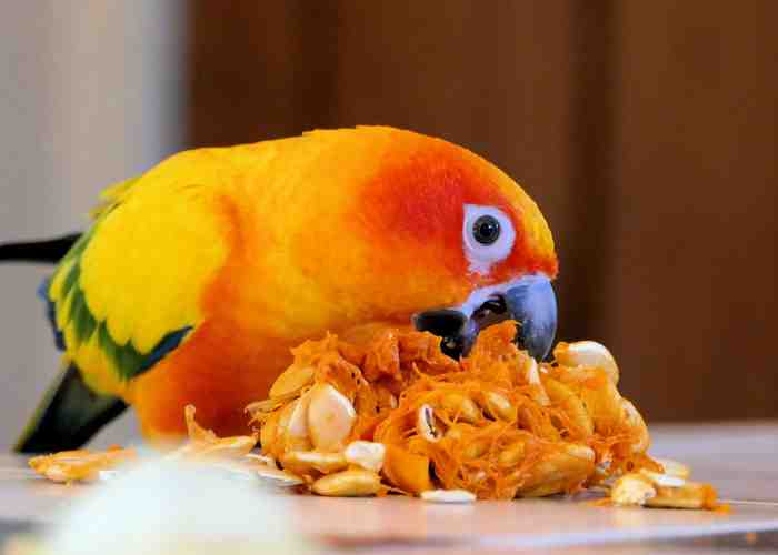 Cover for Safe And Toxic Foods List For Parrots