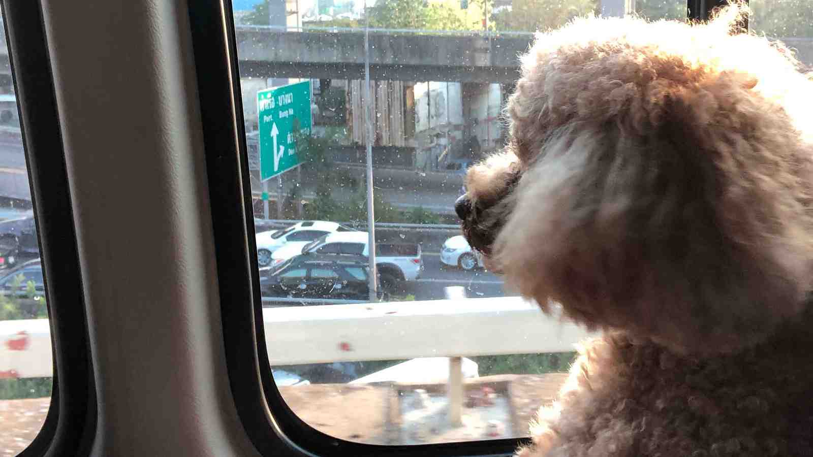 Cover for Road Trips With A Dog And A Bird