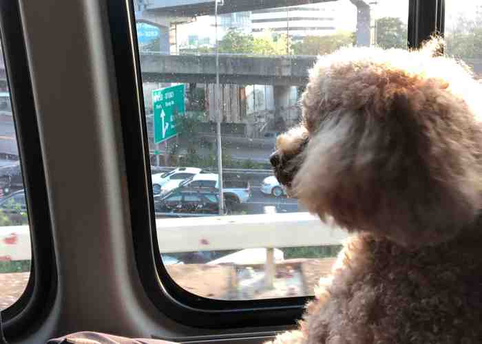 Cover for Road Trips With A Dog And A Bird