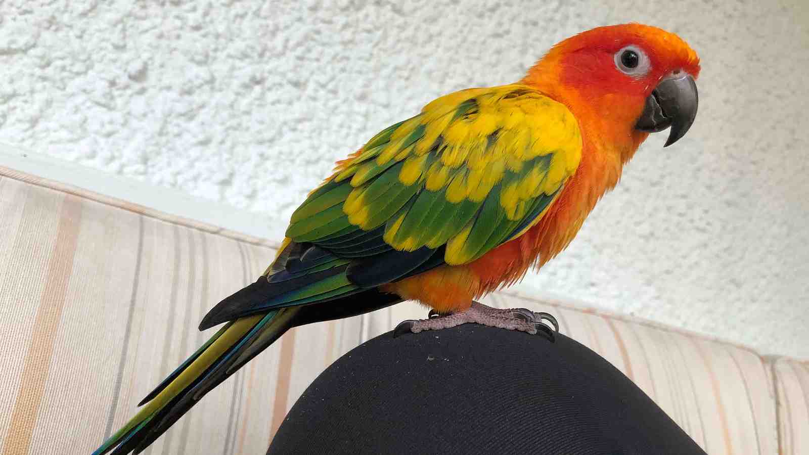 Cover for Sun Conure Profile - All The Facts You Need To Know