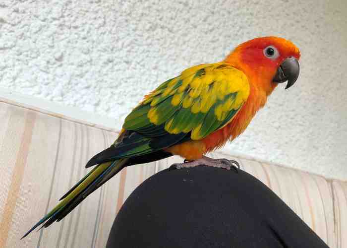 Cover for Sun Conure Profile - All The Facts You Need To Know