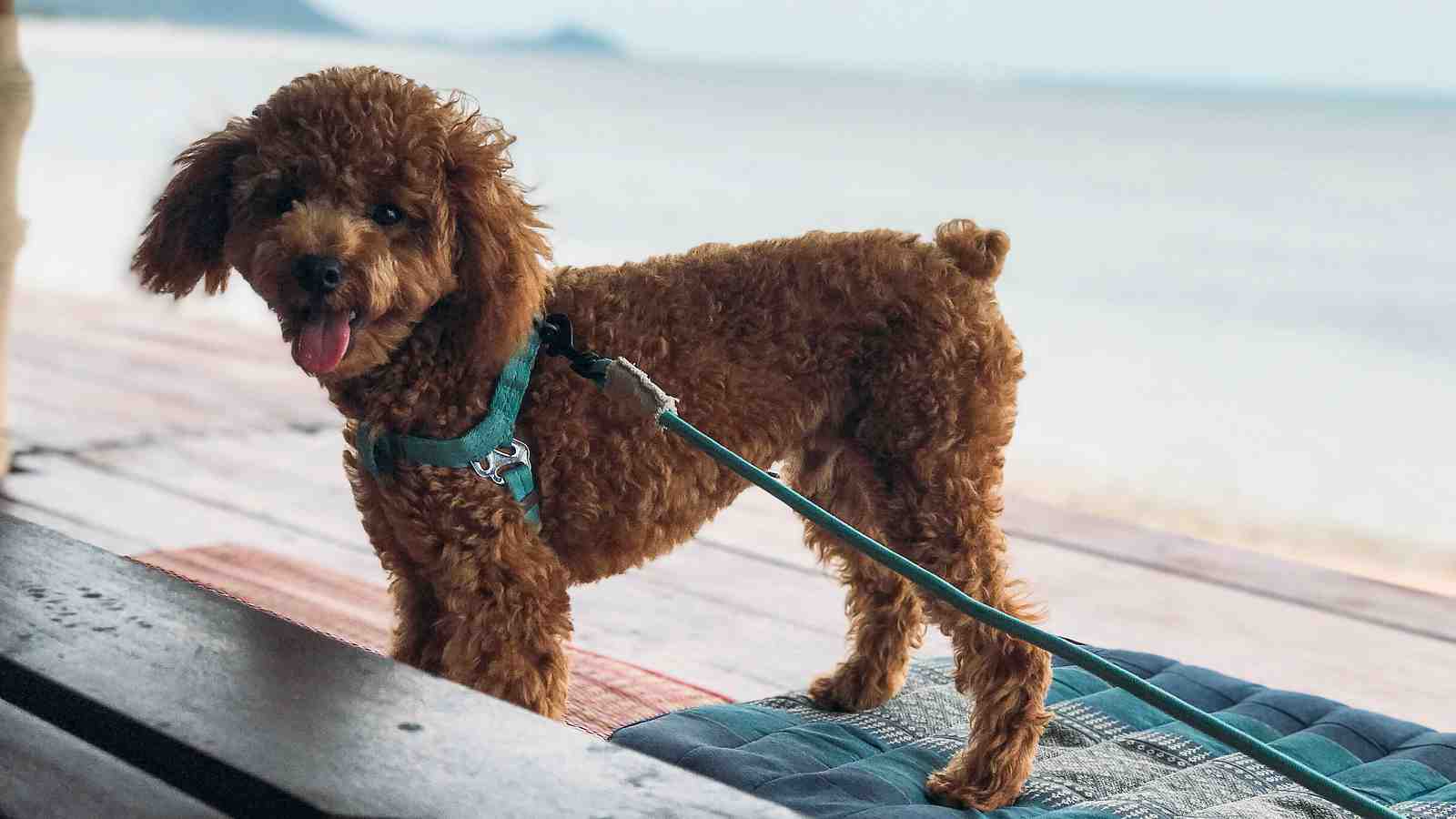 Cover for Toy Poodle Profile