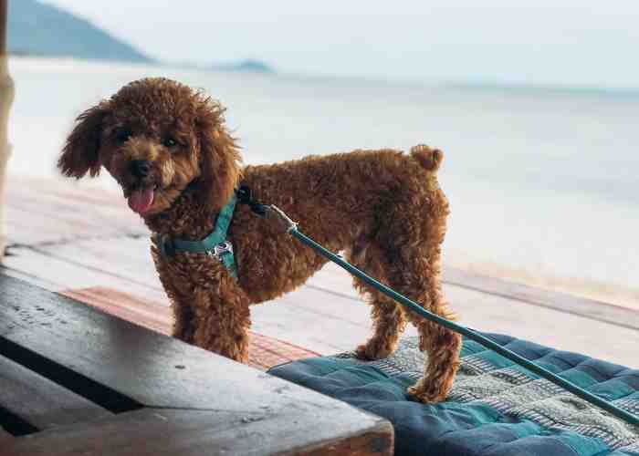 Cover for Toy Poodle Profile