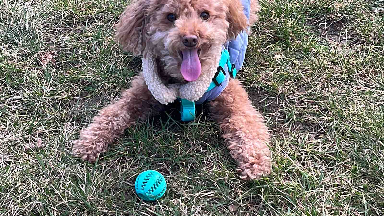 Cover for  7 Fun Spring Adventures to Enjoy with Your Dog