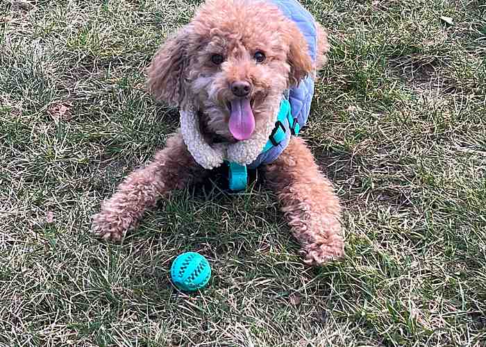 Cover for  7 Fun Spring Adventures to Enjoy with Your Dog