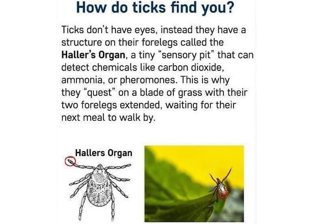 Ticks