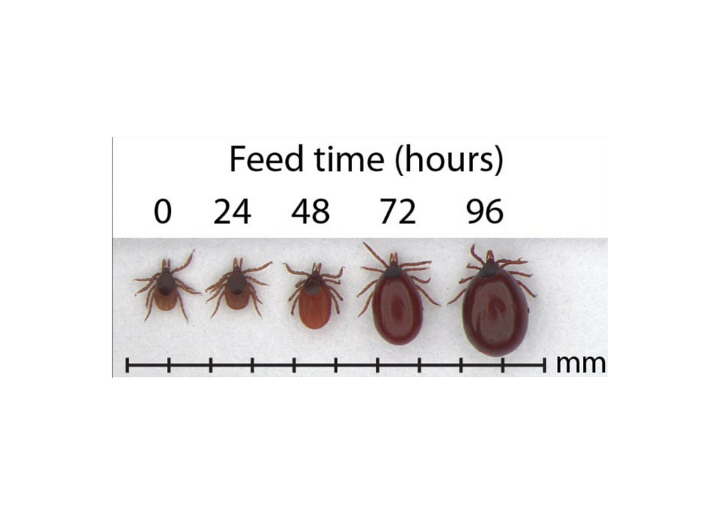 Tick size