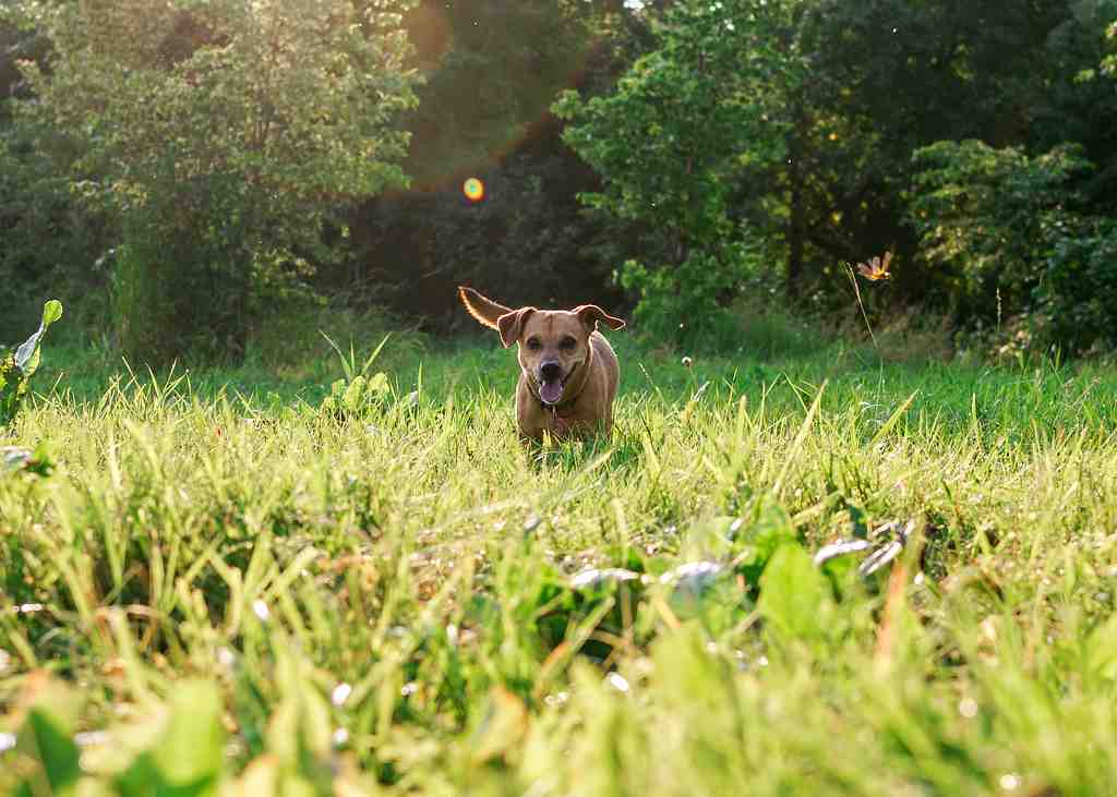 Happy-small-dog-is-running-on-a-grass-in-park-in-s-2023-11-27-04-51-53-utc