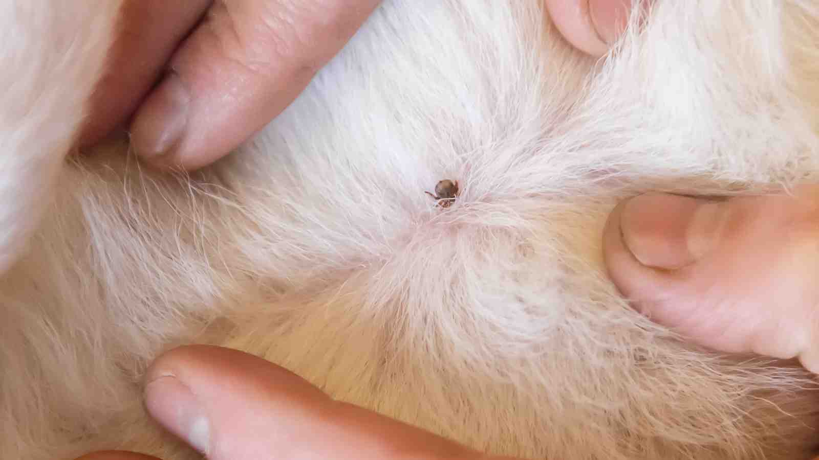 Cover for Tick Season! How To Keep Your Dog Safe and Healthy