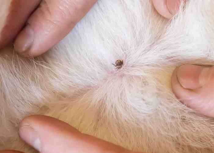 Cover for Tick Season! How To Keep Your Dog Safe and Healthy