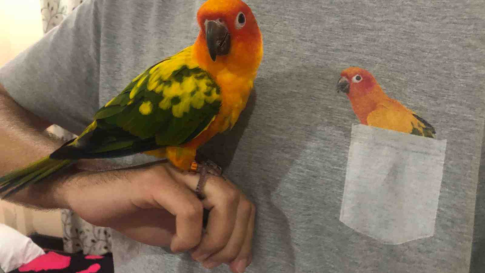 Cover for 10 Ways To Keep Your Parrot Happy