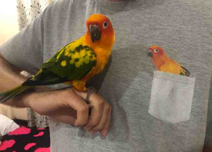Cover for 10 Ways To Keep Your Parrot Happy