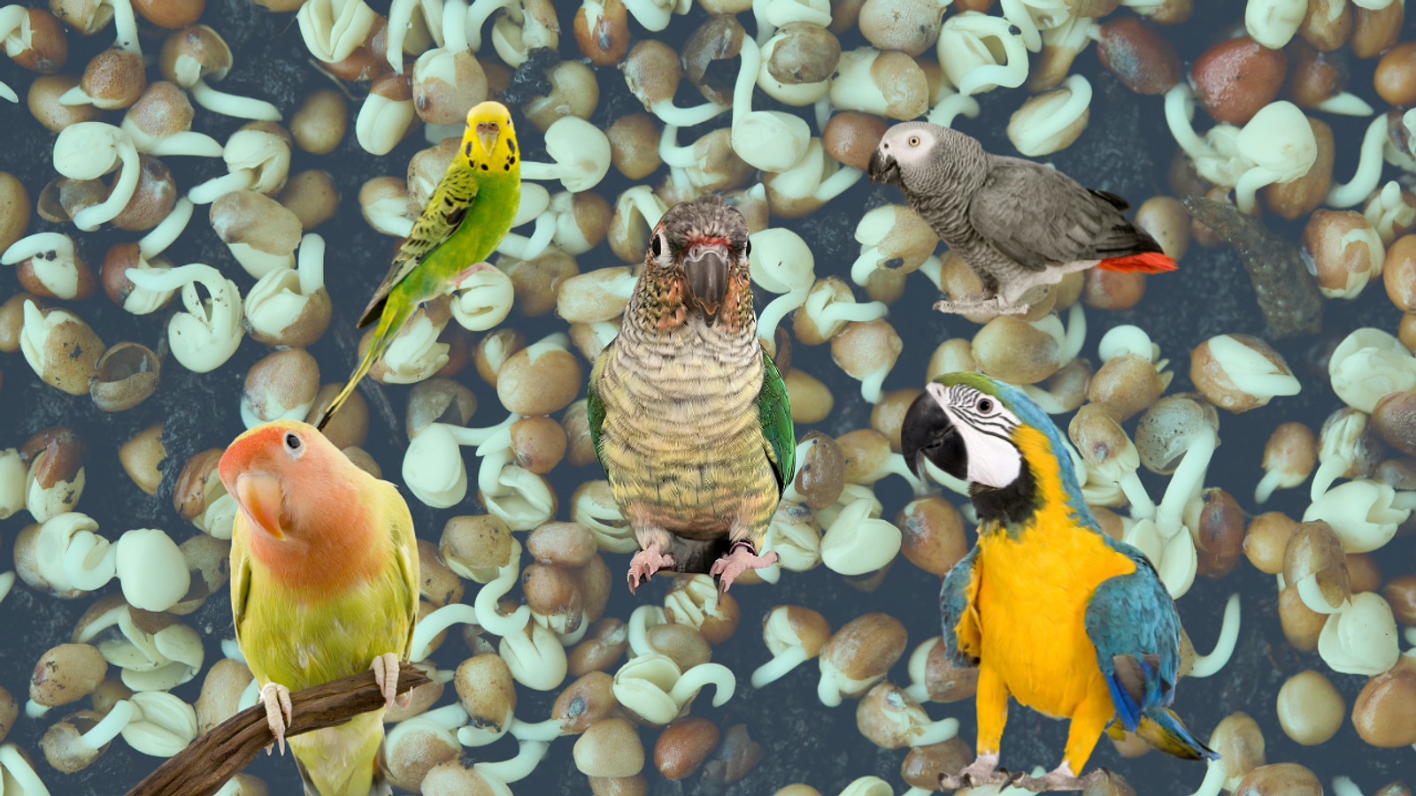 Cover for How To Make Seeds Healthy for Parrots