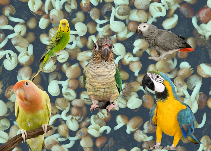 Cover for How To Make Seeds Healthy for Parrots