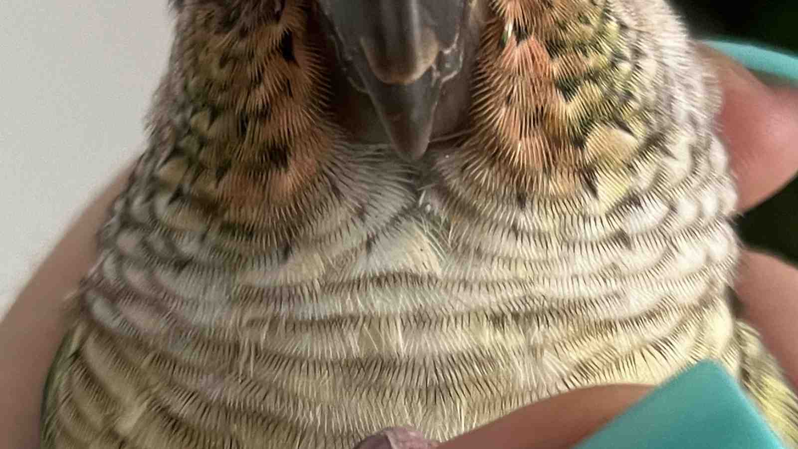Cover for Molting Beak in Parrots