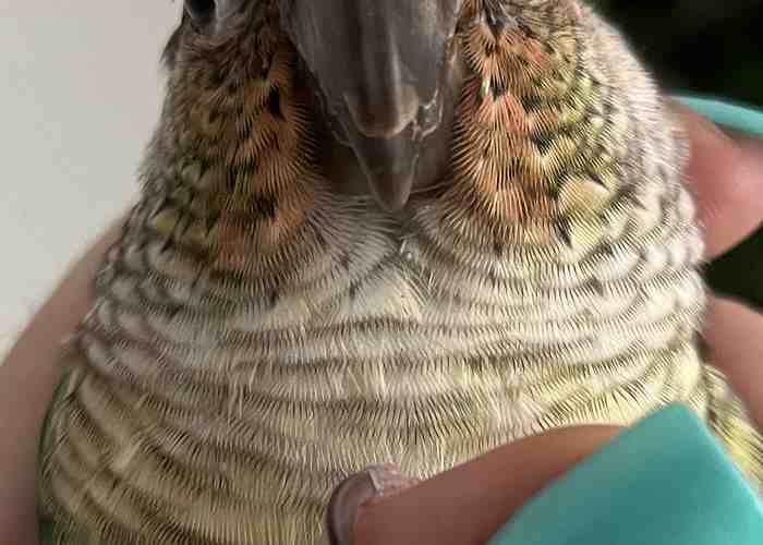Cover for Molting Beak in Parrots