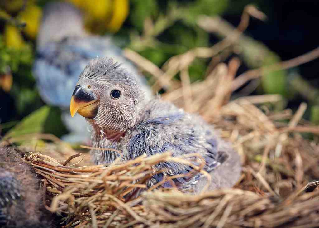 Adorable-gray-little-nestling-of-lovebird-sitting-2023-11-27-05-09-00-utc
