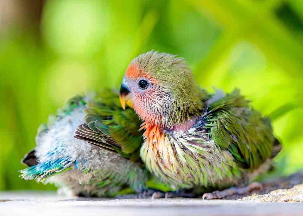 Baby-peach-faced-love-bird-on-a-blurred-green-back-2023-11-27-05-22-19-utc