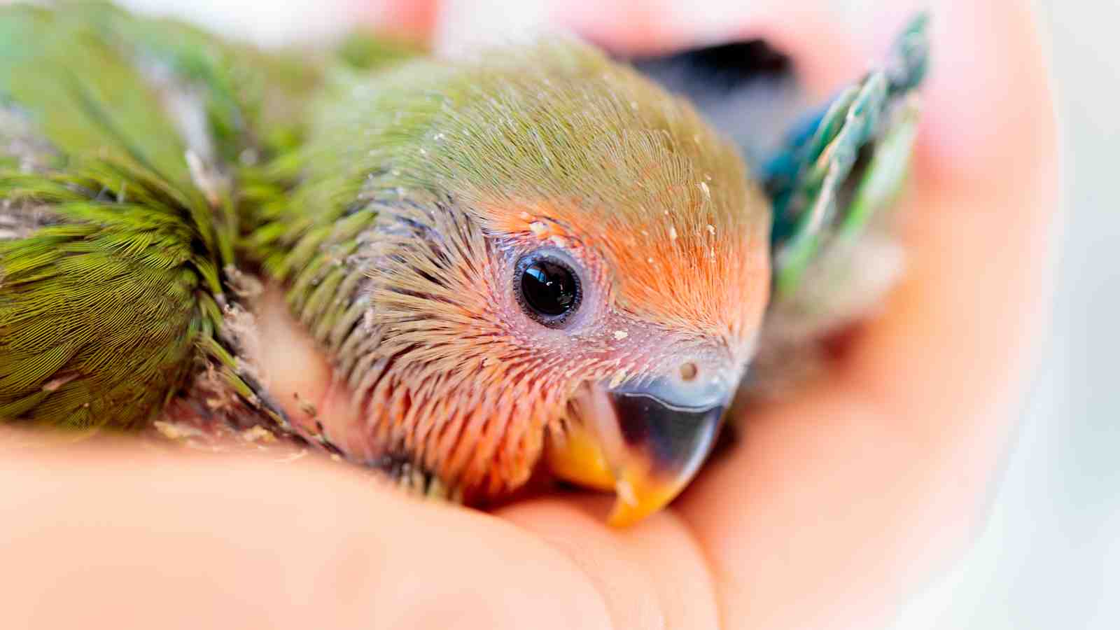 Cover for How do I know when a parrot is ready to wean?