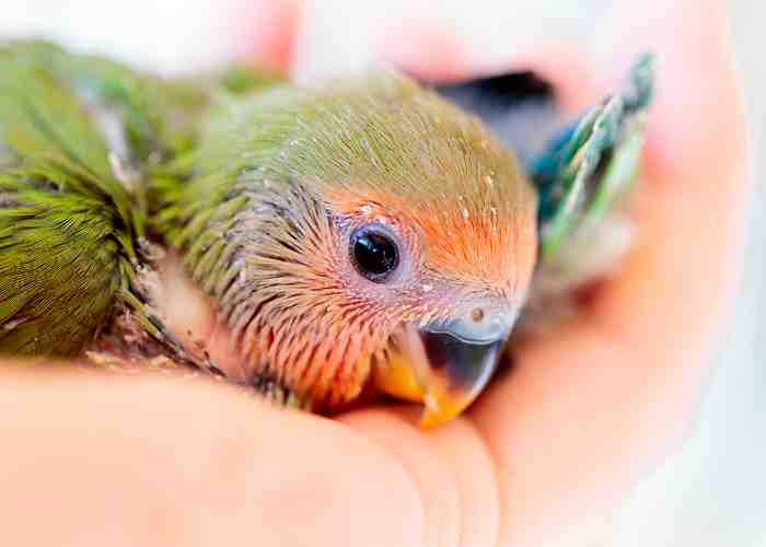 Cover for How do I know when a parrot is ready to wean?