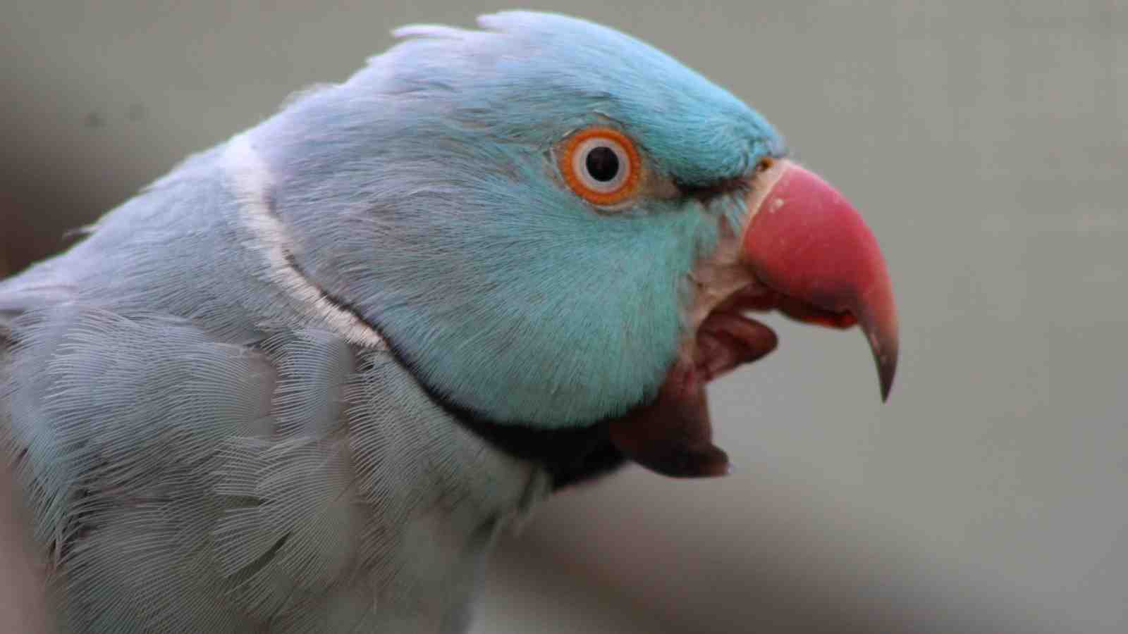 Cover for My Bird Still Bites Me - WHAT DO I DO?