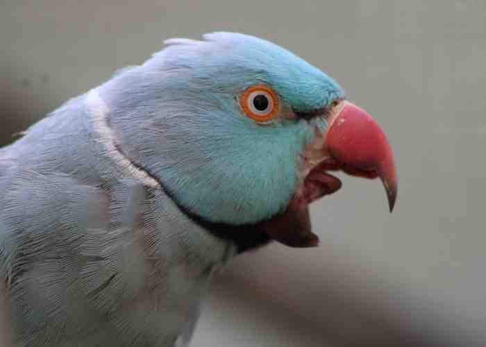Cover for My Bird Still Bites Me - WHAT DO I DO?