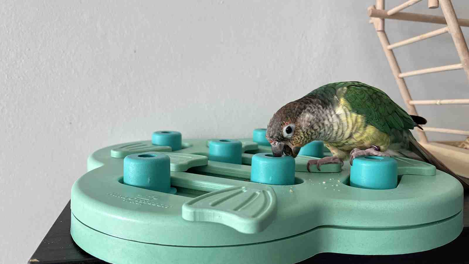 Cover for How to Teach a Bird to Forage: A Step-by-Step Guide