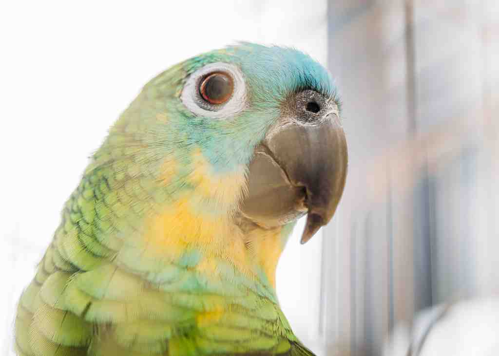 Selective-focus-of-adorable-bright-multicolored-am-2023-11-27-05-33-16-utc
