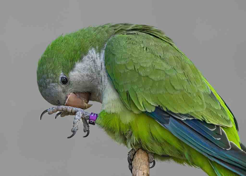 Vibrant-green-parrot-perched-atop-a-wooden-stick-i-2023-11-27-04-56-33-utc