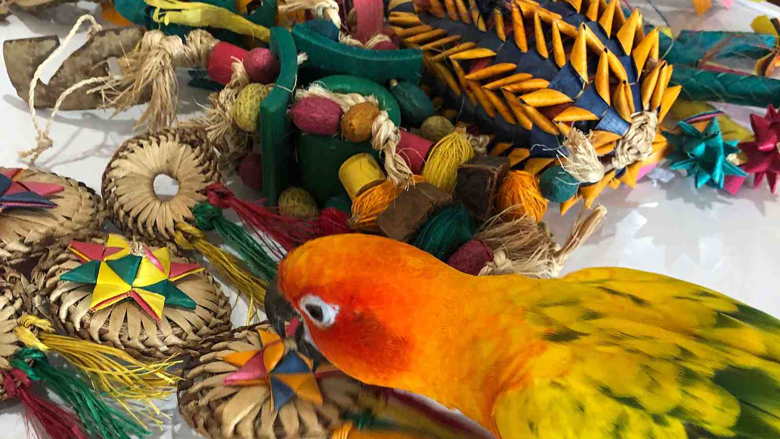 Cover for Safe Vs Unsafe Bird Toys