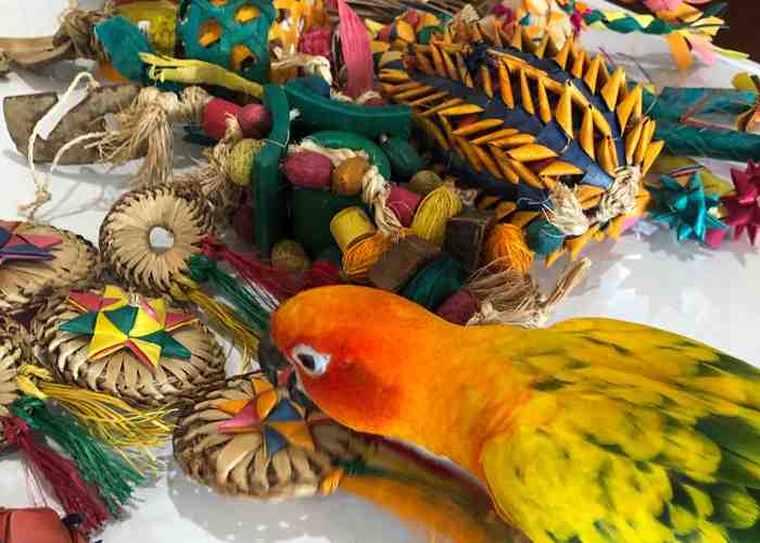 Cover for Safe Vs Unsafe Bird Toys