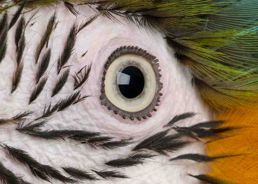 Close-up-of-blue-and-yellow-macaw-s-eye-ara-arara-2023-11-27-05-14-49-utc