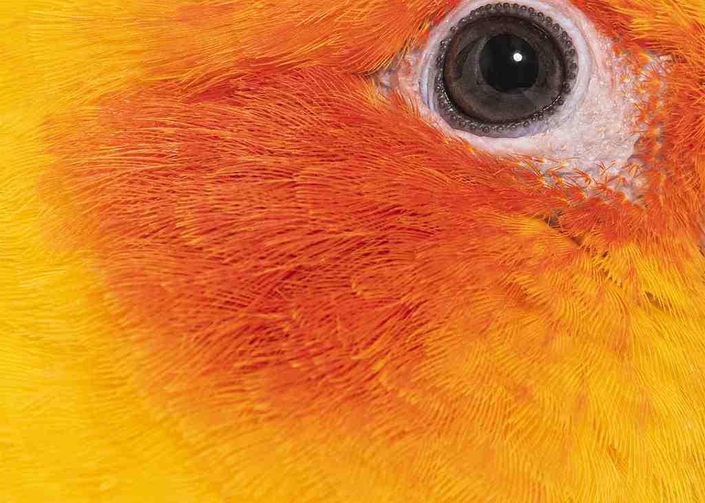 Sun-parakeet-bird-aratinga-solstitialis-isolate-2023-11-27-05-10-16-utc